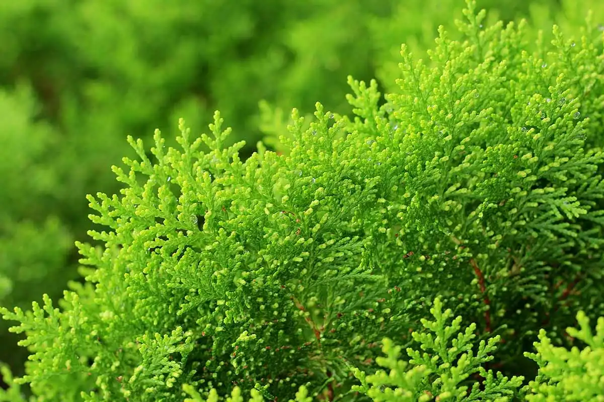 What are the benefits of arborvitae seed extract?